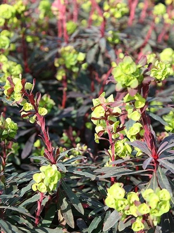 Euphorbia amygdaloides ‘Purpurea’