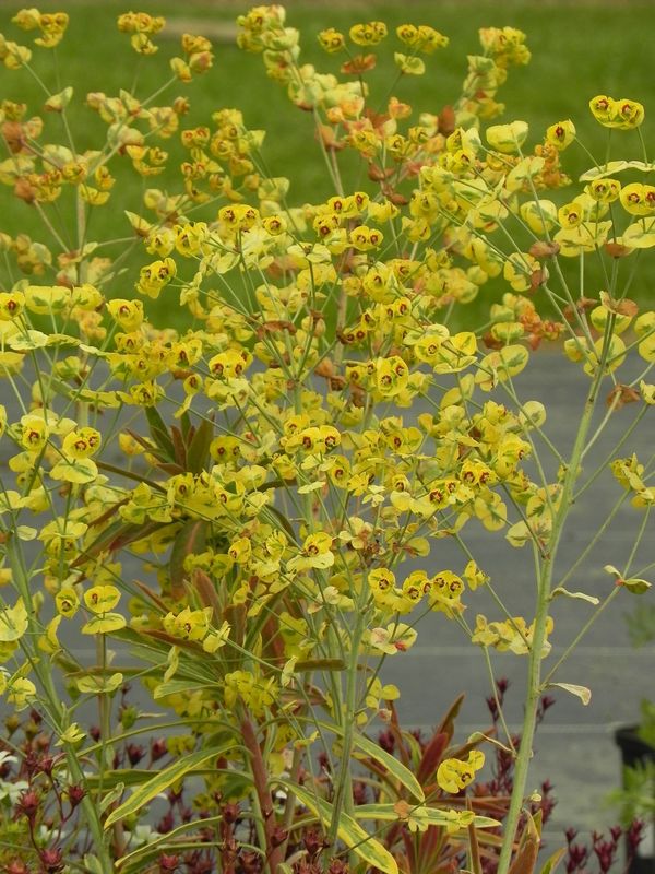 Euphorbia amygdaloides ‘Ascot Rainbow’