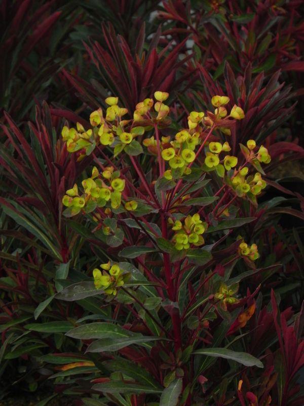 Euphorbia amygdaloides ‘Miners Merlot’