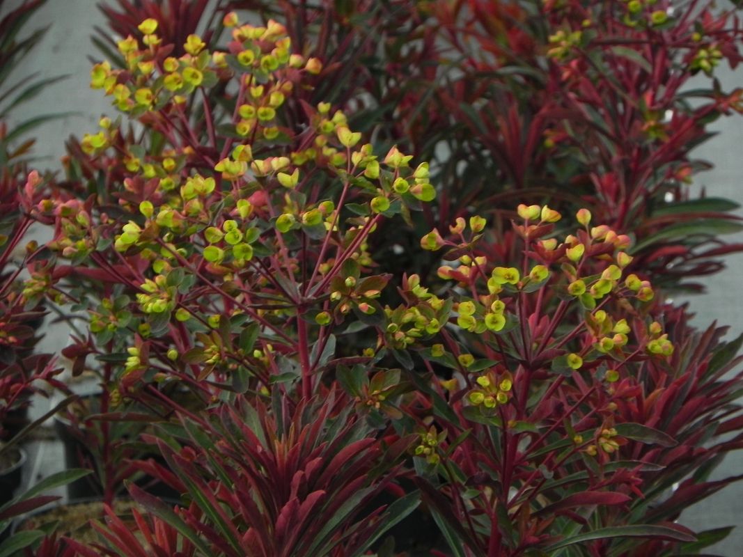 Euphorbia amygdaloides ‘Miners Merlot’