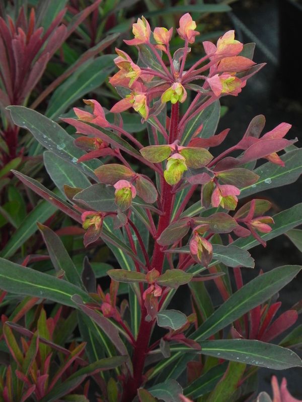 Euphorbia amygdaloides ‘Miners Merlot’