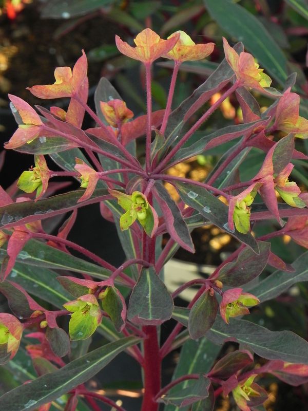 Euphorbia amygdaloides ‘Miners Merlot’