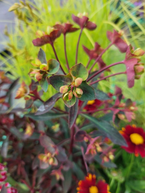 Euphorbia amygdaloides ‘Miners Merlot’