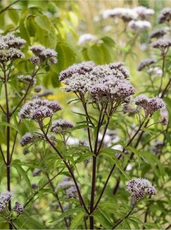Eupatorium cannabinum