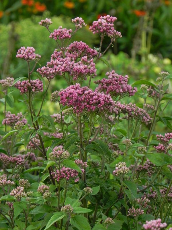 Eupatorium cannabinum ‘Plenum’