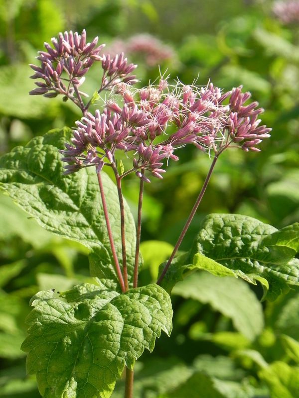 Eupatorium maculatum ‘Atropurpureum’