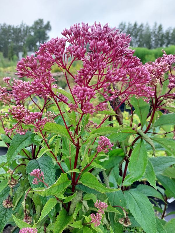 Eupatorium maculatum ‘Riesenschirm’