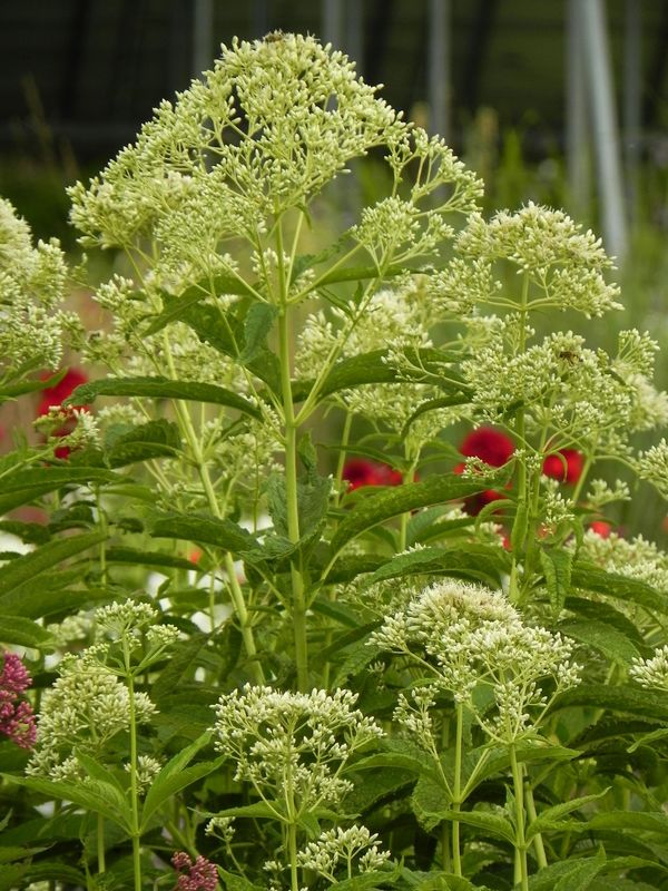 Eupatorium maculatum ‘Snowball’
