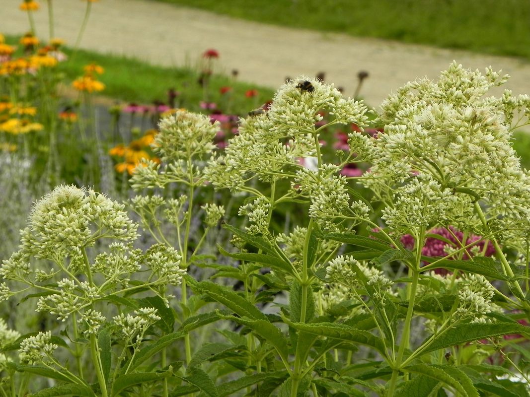 Eupatorium maculatum ‘Snowball’