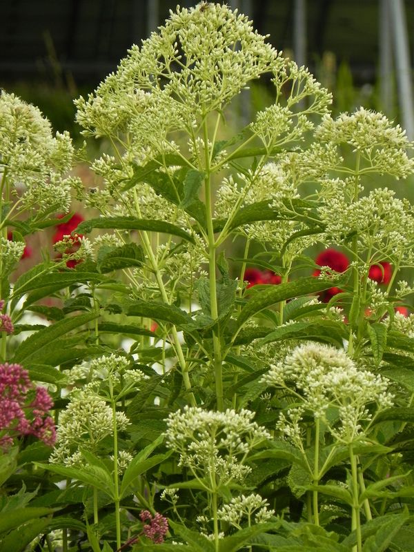 Eupatorium maculatum ‘Snowball’