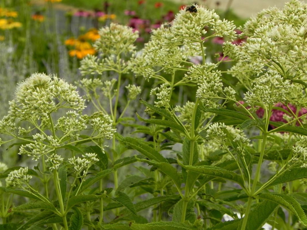 Eupatorium maculatum ‘Snowball’