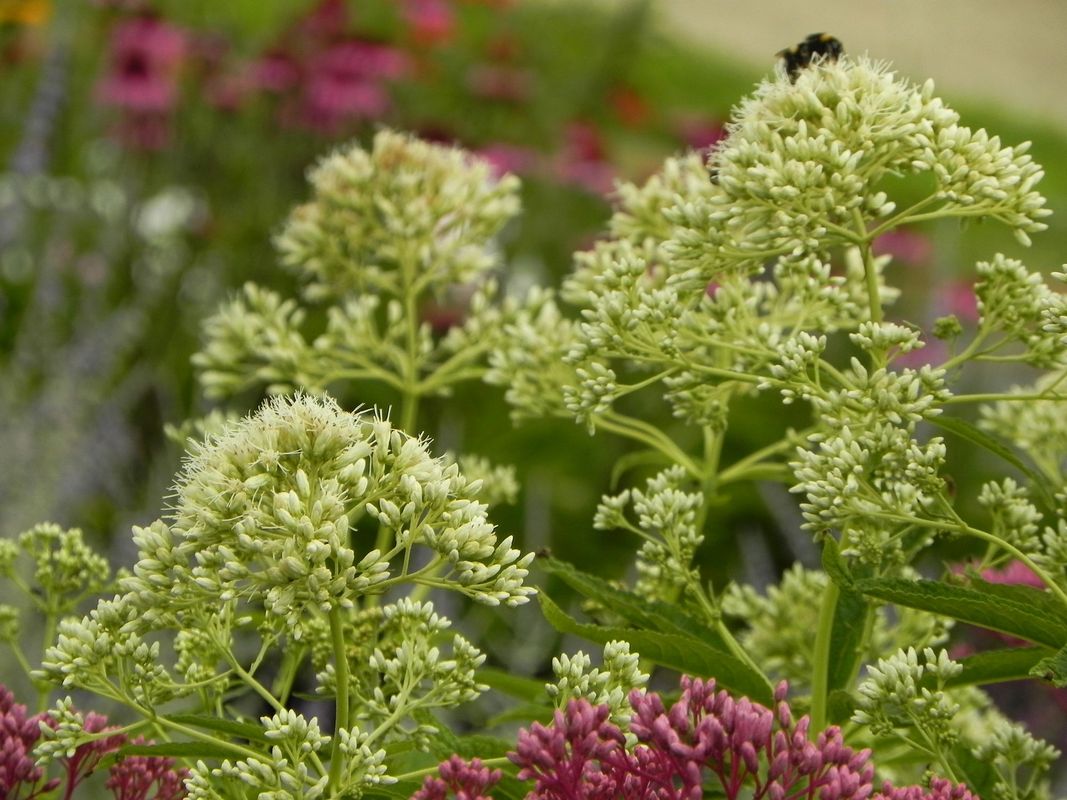 Eupatorium maculatum ‘Snowball’
