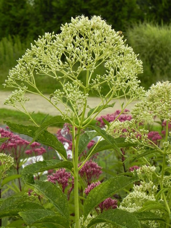Eupatorium maculatum ‘Snowball’