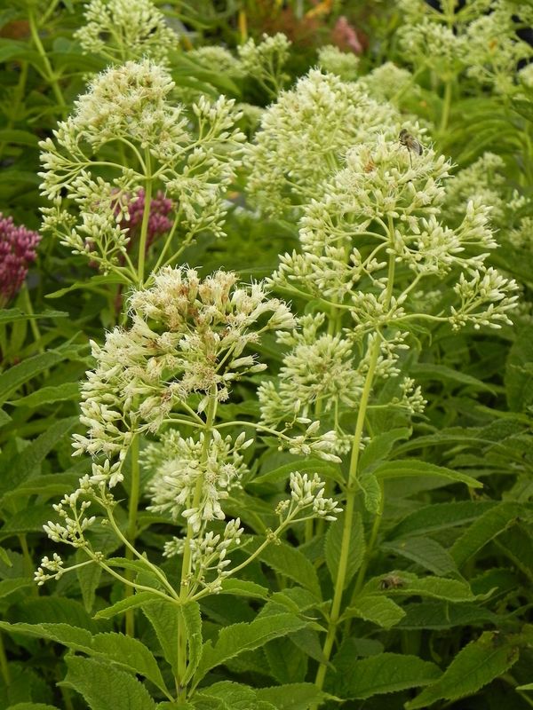 Eupatorium maculatum ‘Snowball’