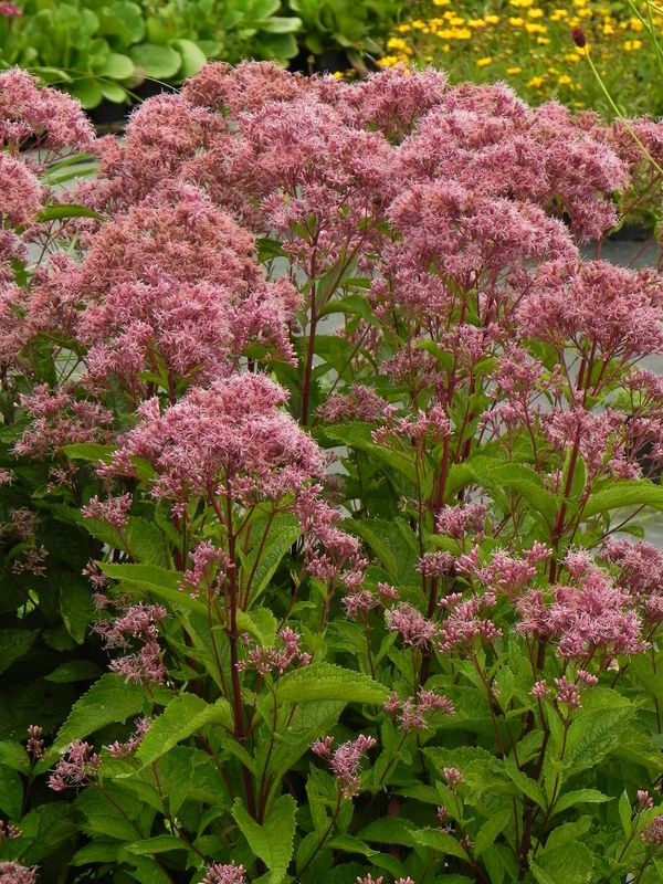 Eupatorium maculatum ‘Baby Joe®’