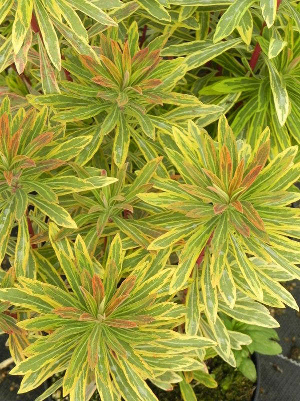 Euphorbia x martinii ‘Ascot Rainbow’