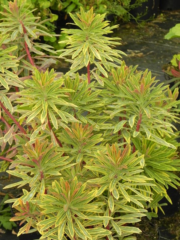 Euphorbia x martinii ‘Ascot Rainbow’