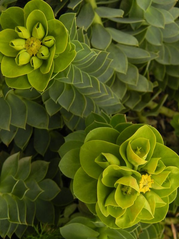 Euphorbia myrsinites