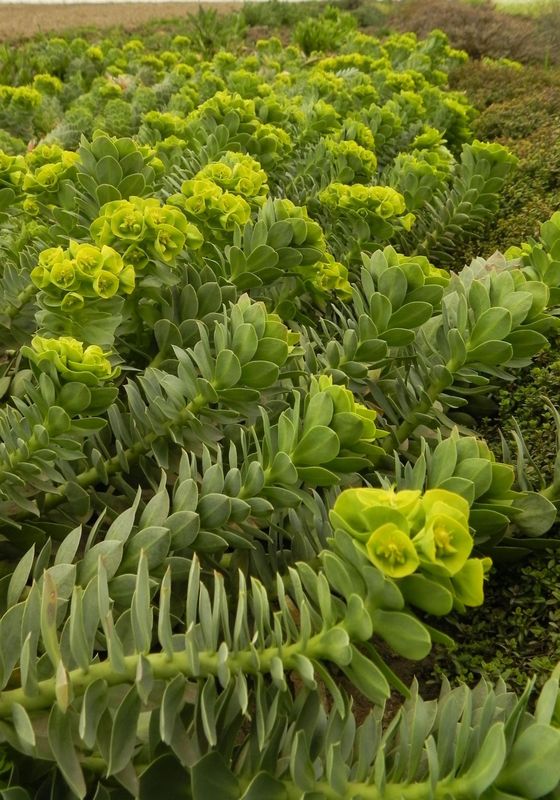 Euphorbia myrsinites