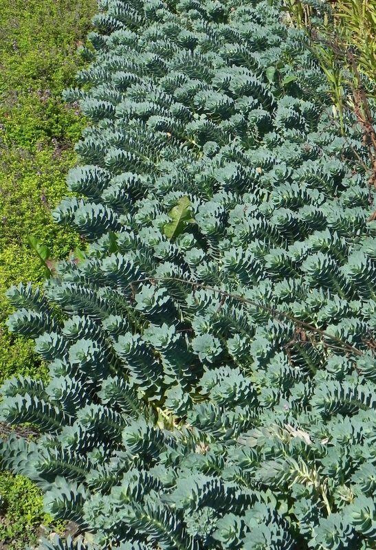Euphorbia myrsinites