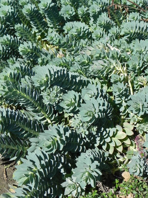 Euphorbia myrsinites