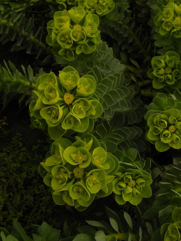 Euphorbia myrsinites