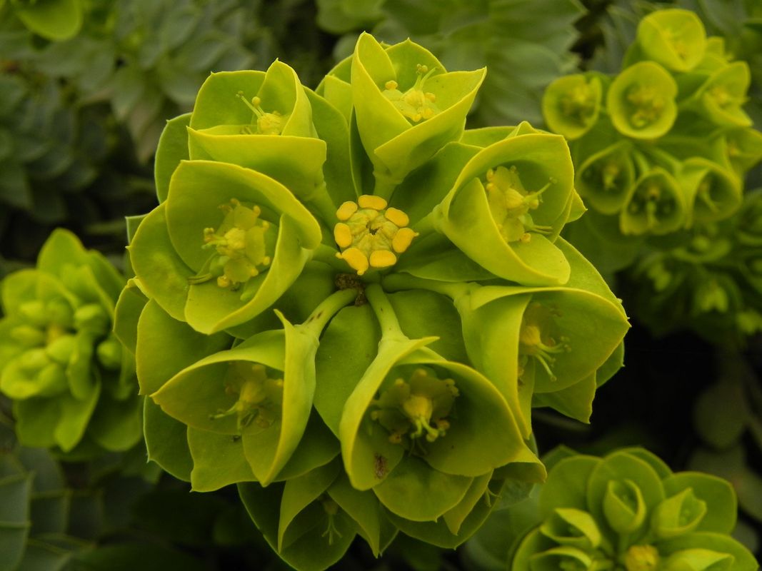 Euphorbia myrsinites