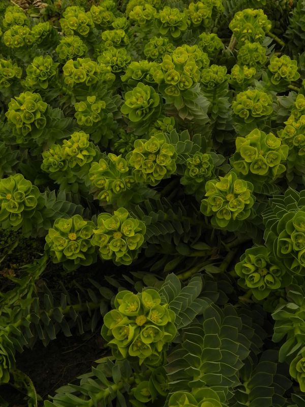 Euphorbia myrsinites