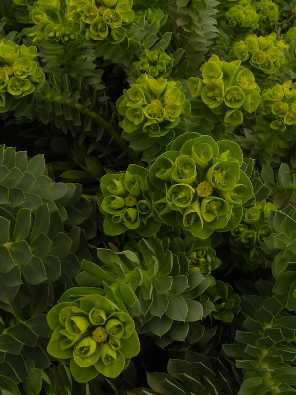 Euphorbia myrsinites