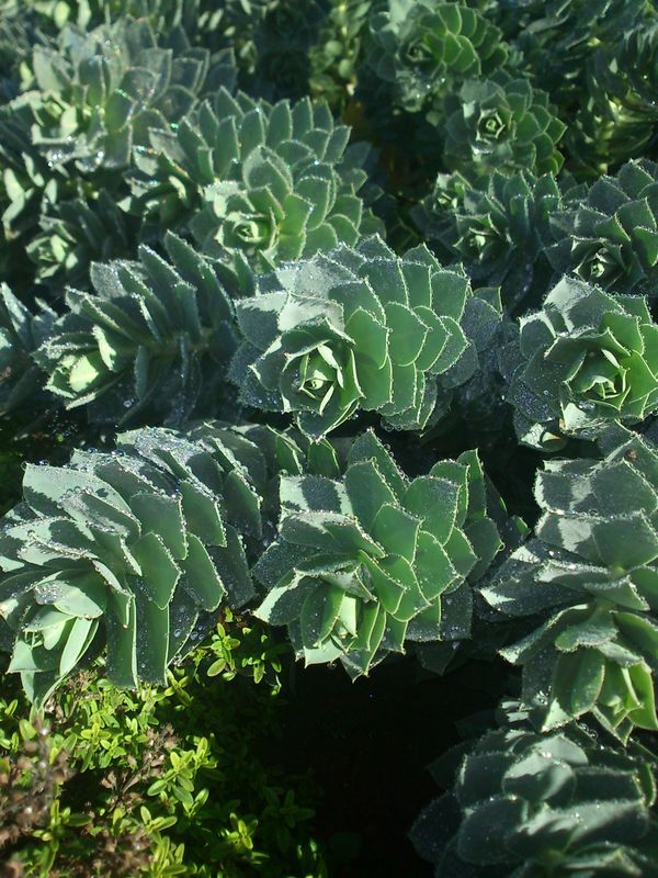 Euphorbia myrsinites