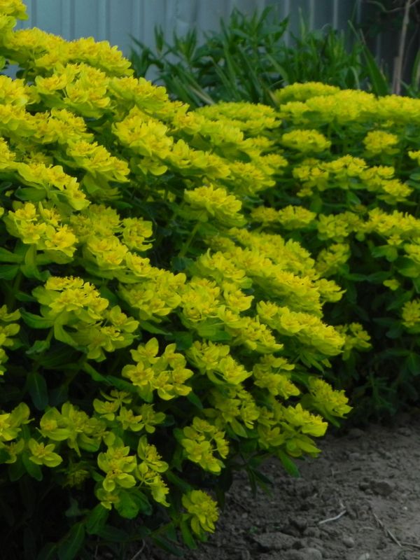 Euphorbia polychroma