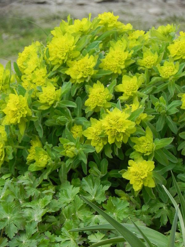 Euphorbia polychroma ‘Senior’