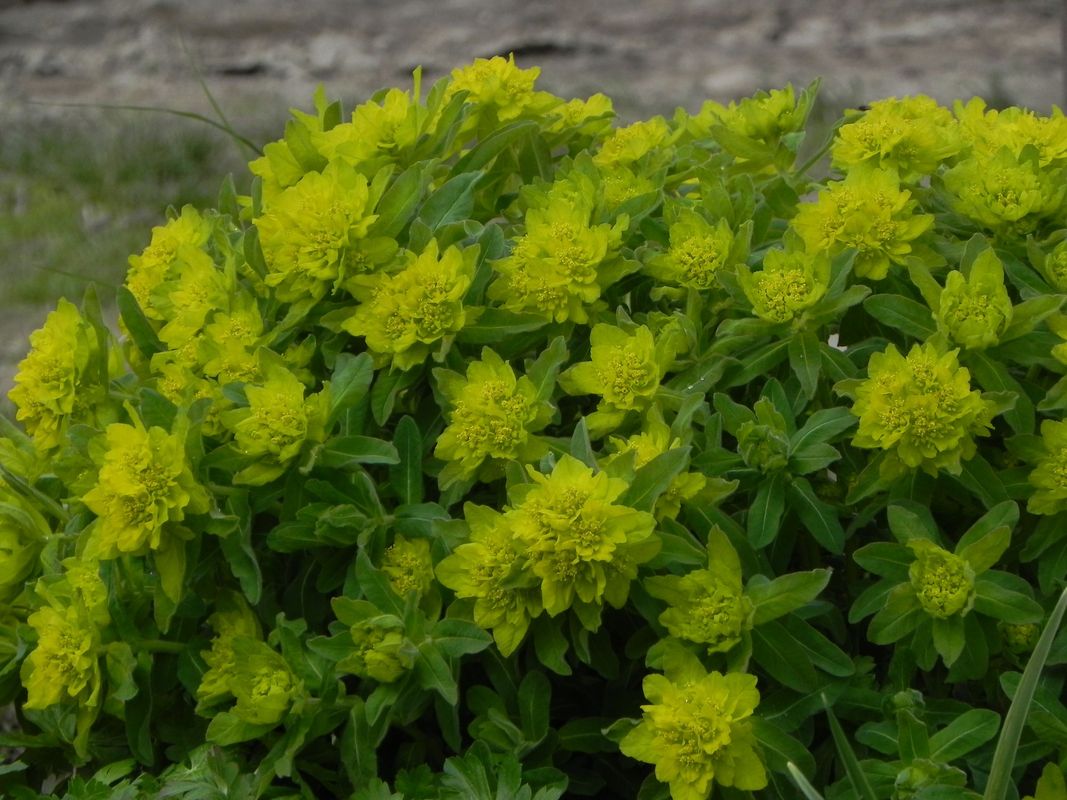 Euphorbia polychroma ‘Senior’