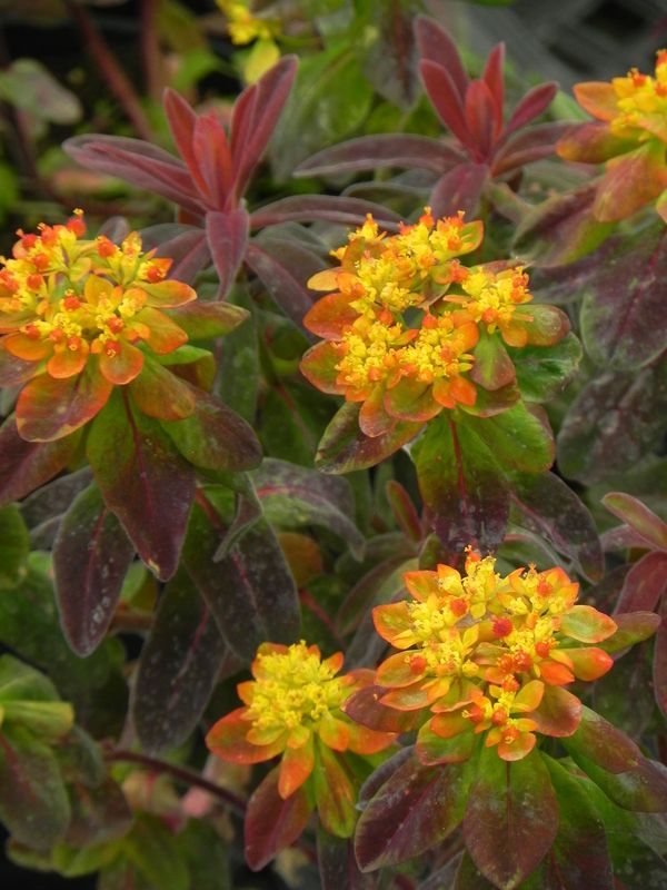 Euphorbia polychroma ‘Bonfire’
