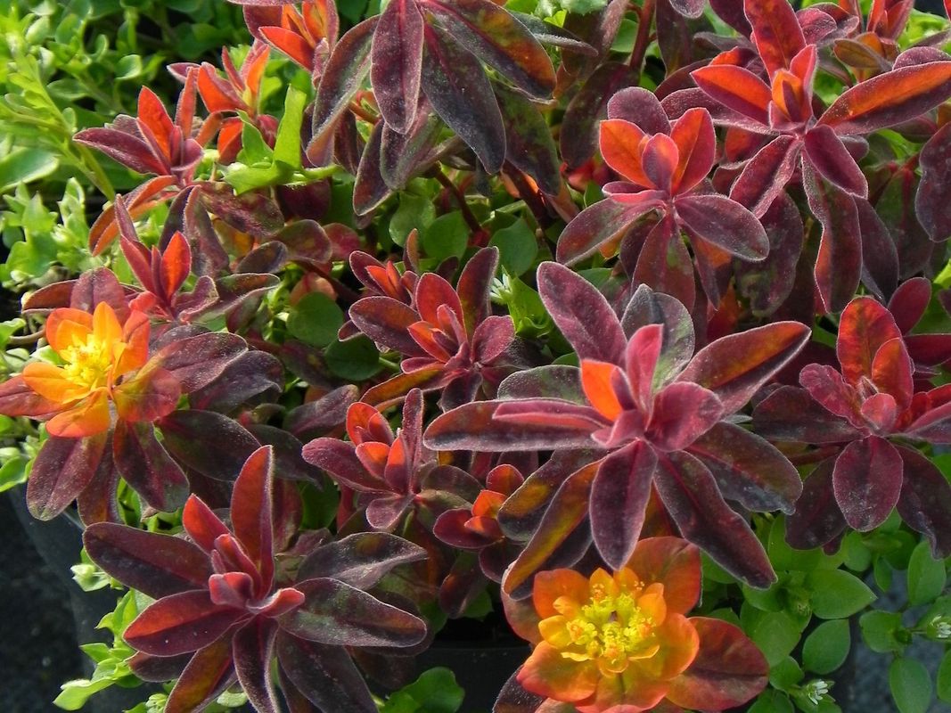 Euphorbia polychroma ‘Bonfire’