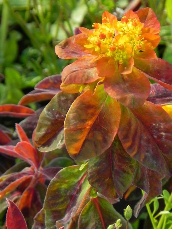 Euphorbia polychroma ‘Bonfire’