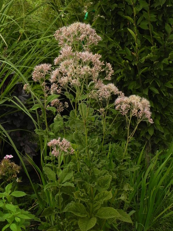 Eupatorium purpureum
