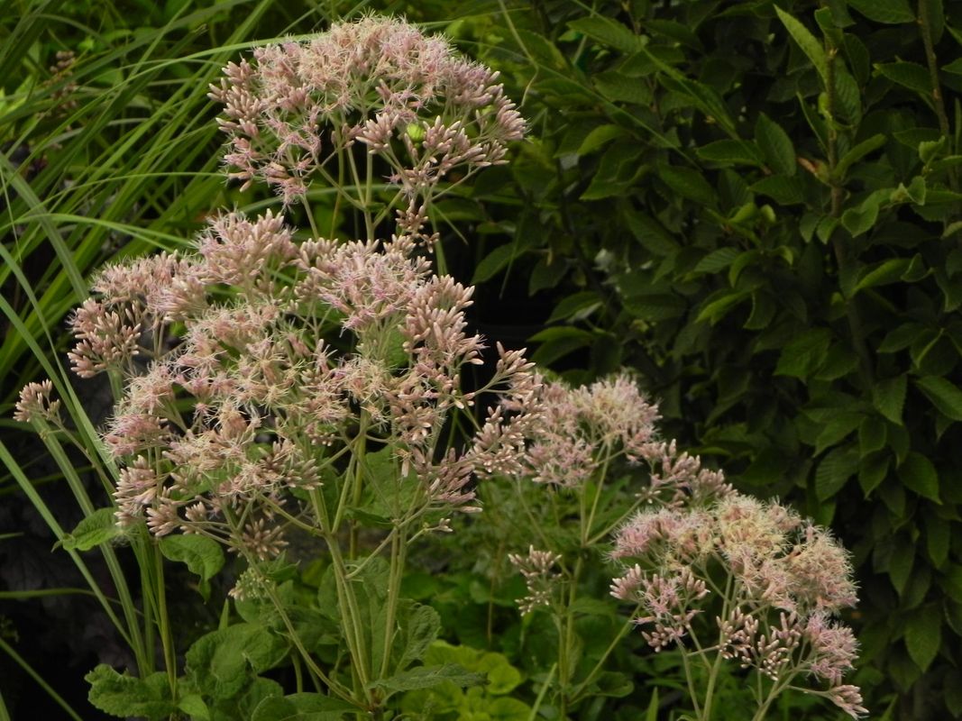 Eupatorium purpureum