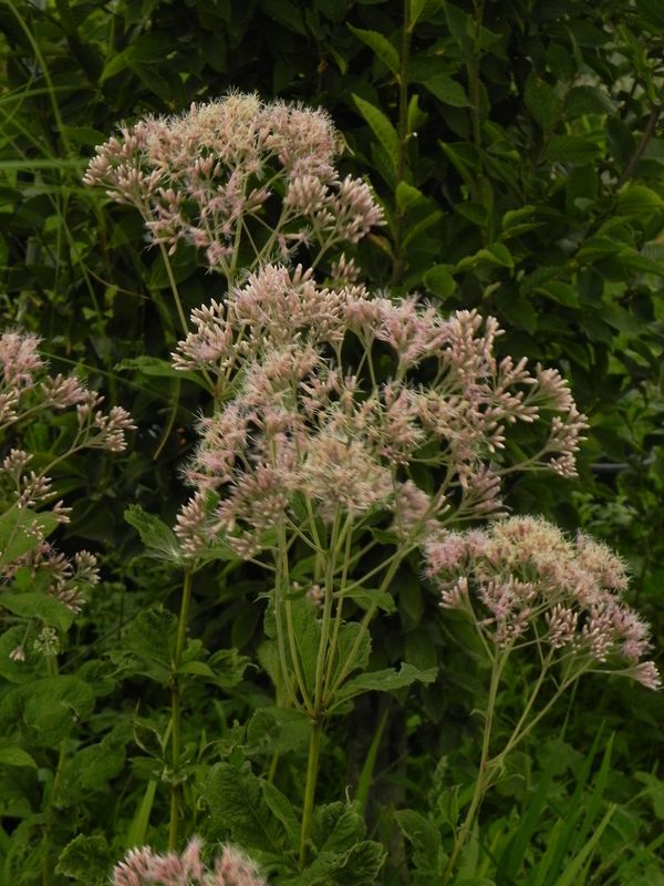 Eupatorium purpureum
