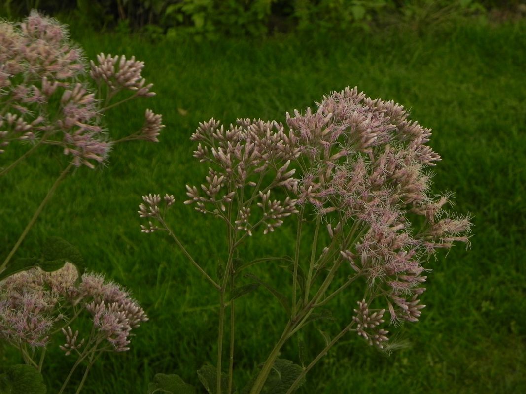 Eupatorium purpureum