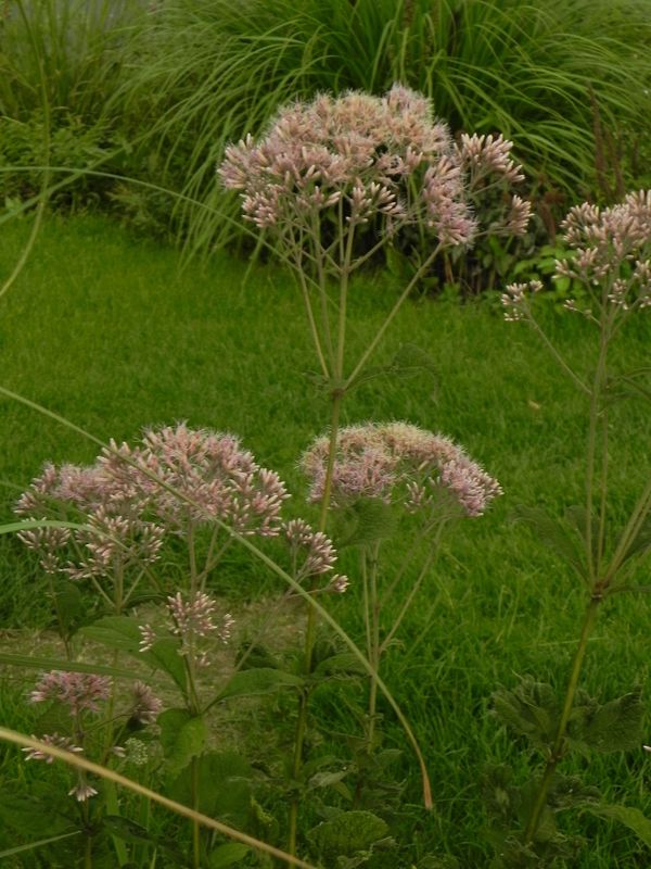 Eupatorium purpureum