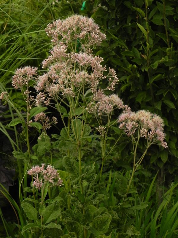 Eupatorium purpureum