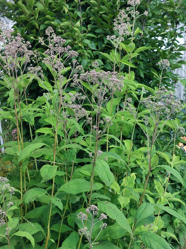 Eupatorium purpureum