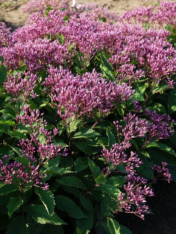 Eupatorium purpureum ‘Ruby’