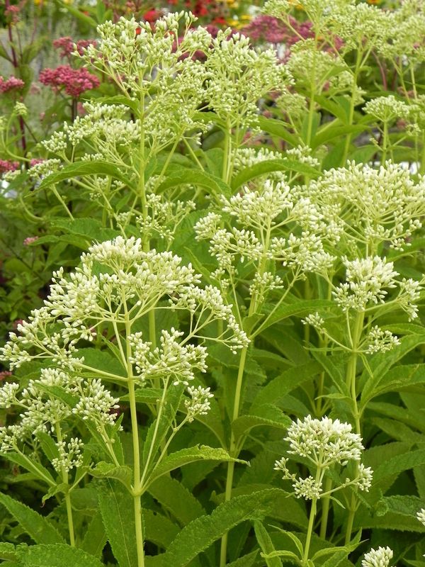 Eupatorium purpureum var. angustifolium ‘Ivory Towers’