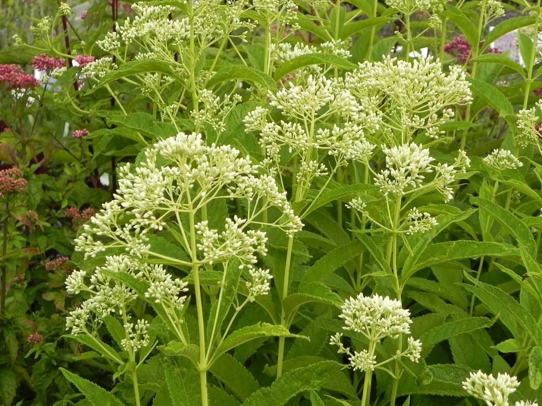 Eupatorium purpureum var. angustifolium ‘Ivory Towers’