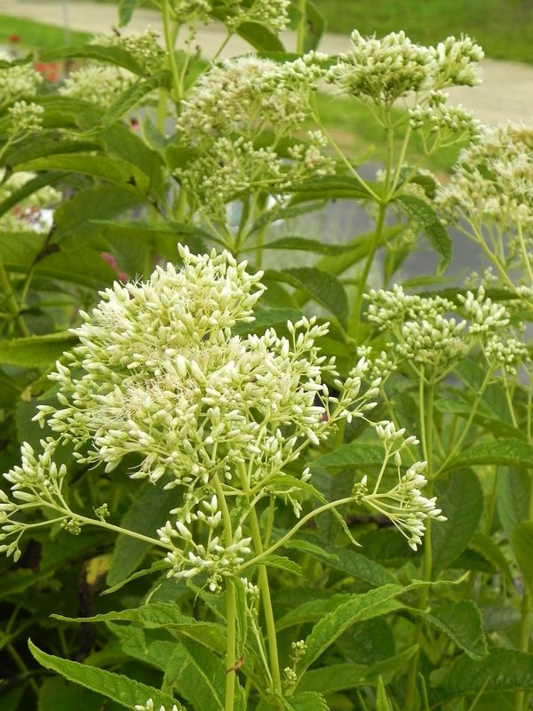 Eupatorium purpureum var. angustifolium ‘Ivory Towers’