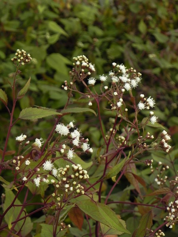 Eupatorium rugosum ‘Chocolate’