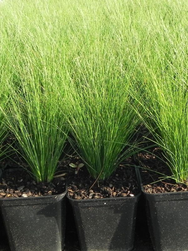 Festuca amethystina