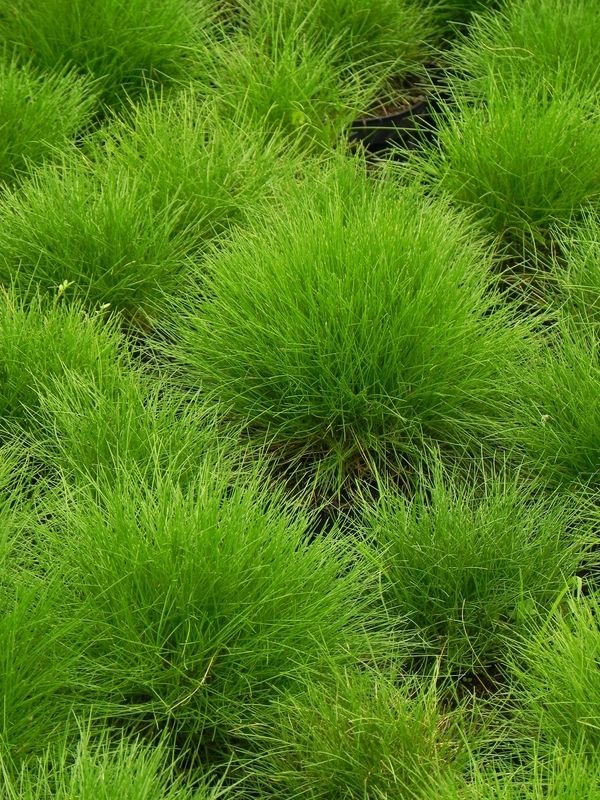 Festuca gautieri / scoparia